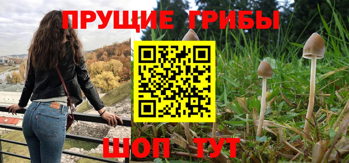 Псилоцибиновые грибы GOLDEN TEACHER Чусовой